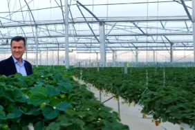 forte_kibris_cilek11