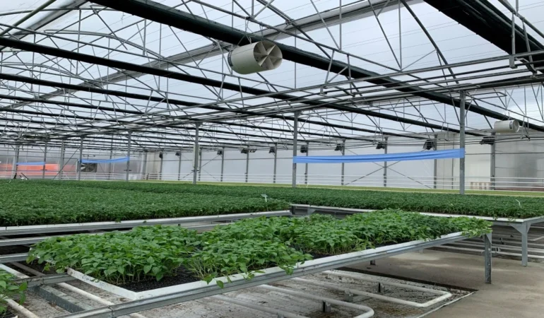 Çöpten Gelen Isı, Seralarda Umuda Dönüşüyor