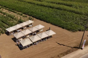 ASAS_Yeşil_Enerji_Sorgum1