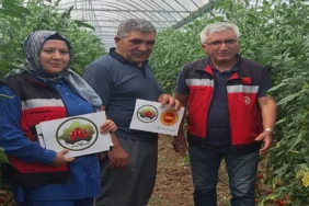 eynal_domates_denetim15082025_3