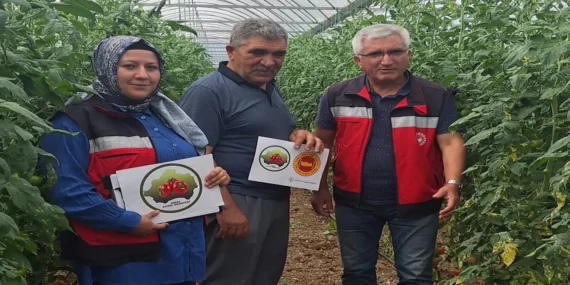 Coğrafi İşaretli Eynal Domateslerinde Denetim Başladı