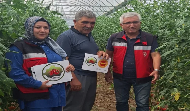 Coğrafi İşaretli Eynal Domateslerinde Denetim Başladı