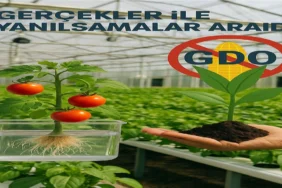 gdo_gercekler_yanilsamalar1