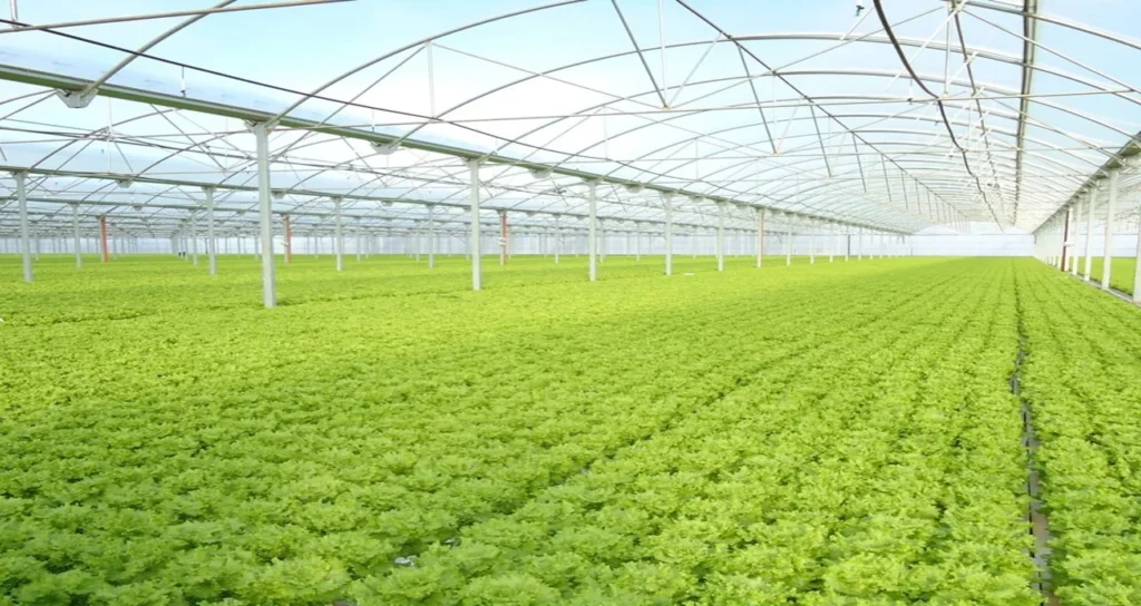 green-farm-sera