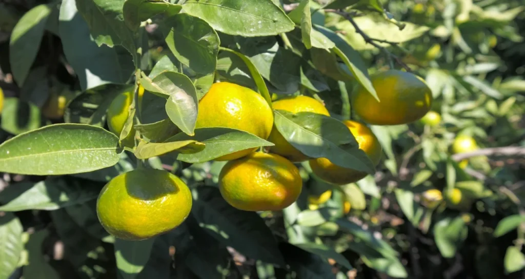 limon