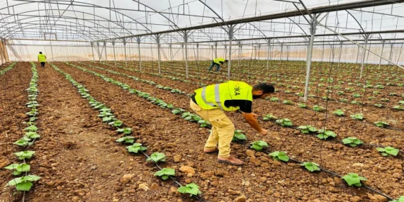 TİKA, Filistin’de Türkmenler İçin 5 Tarımsal Sera Kurdu