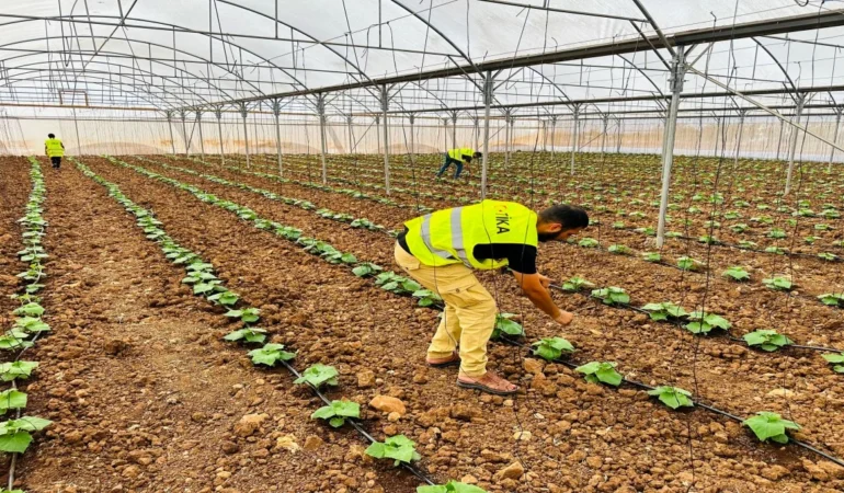 TİKA, Filistin’de Türkmenler İçin 5 Tarımsal Sera Kurdu