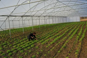 Kocaeli Büyükşehir Belediyesi_sera_destegi