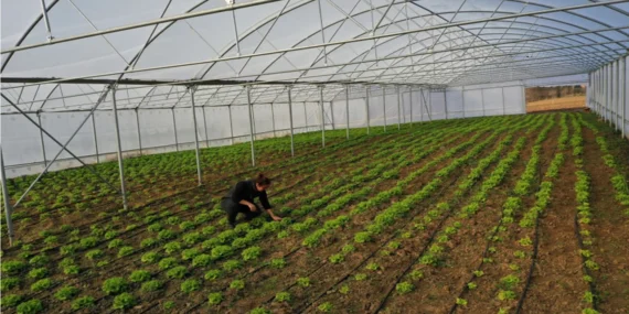 Kocaeli Büyükşehir’den Çiftçilere Yüzde 50 Hibeli Modern Sera Desteği