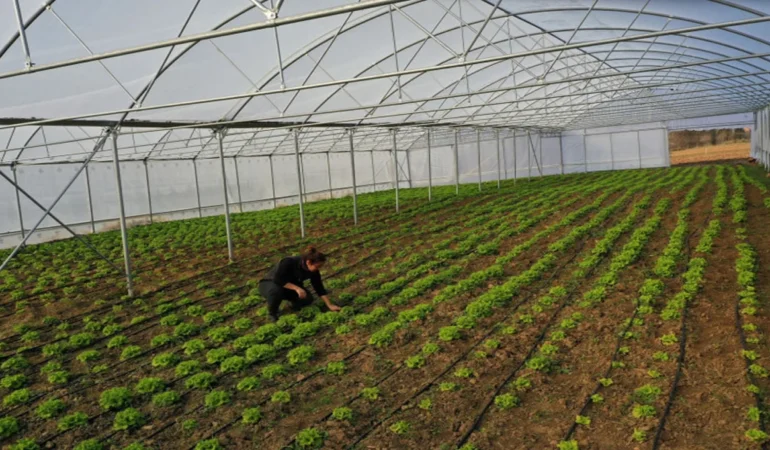 Kocaeli Büyükşehir’den Çiftçilere Yüzde 50 Hibeli Modern Sera Desteği