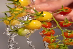 Nadas_Otel_domates_hasadi3