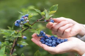 OGM_Maviyemis_yaban_mersini_3