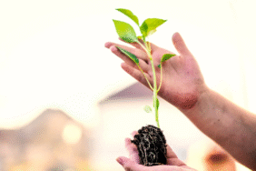 Topraksız Tarımda Sessiz Risk