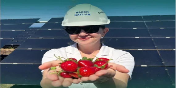 Enerjisa Üretim Agrivoltaik Tarım Uygulamalarıyla 5 Ton Hasat Gerçekleştirdi