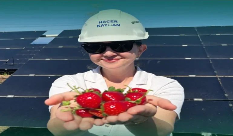 Enerjisa Üretim Agrivoltaik Tarım Uygulamalarıyla 5 Ton Hasat Gerçekleştirdi