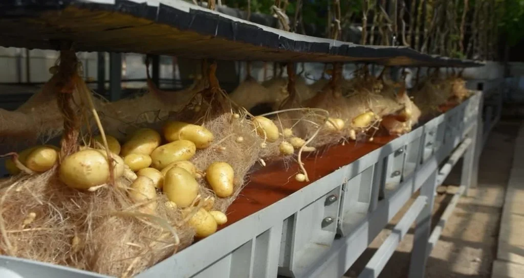 topraksız_tarım_patates