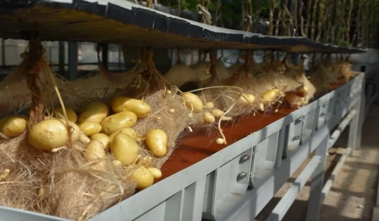 Yerli ve Milli Patatesler Topraksız Sistemlerle 12 Ay Boyunca Üretiliyor