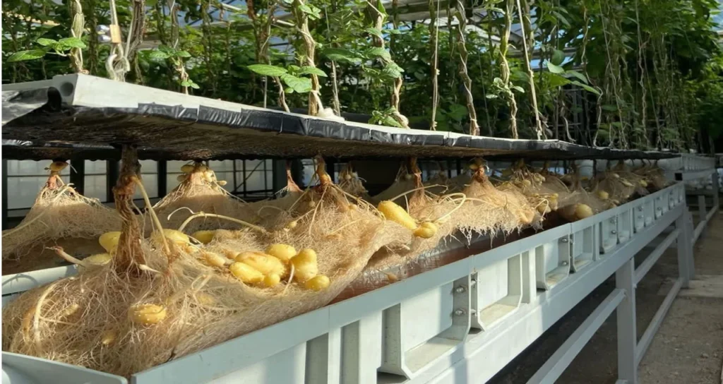 topraksız_tarım_patates3