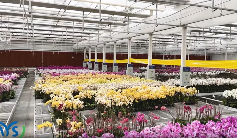 AYS Proje, Türkiye’nin En İleri Teknoloji Orkide Serasını Kurdu