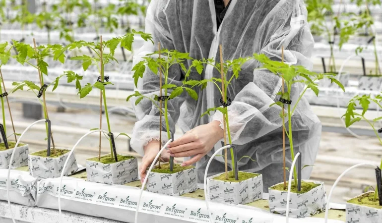 Begrow Sera Company, Hidroponik Taş Yünü ile Verimlilikte Yeni Dönem