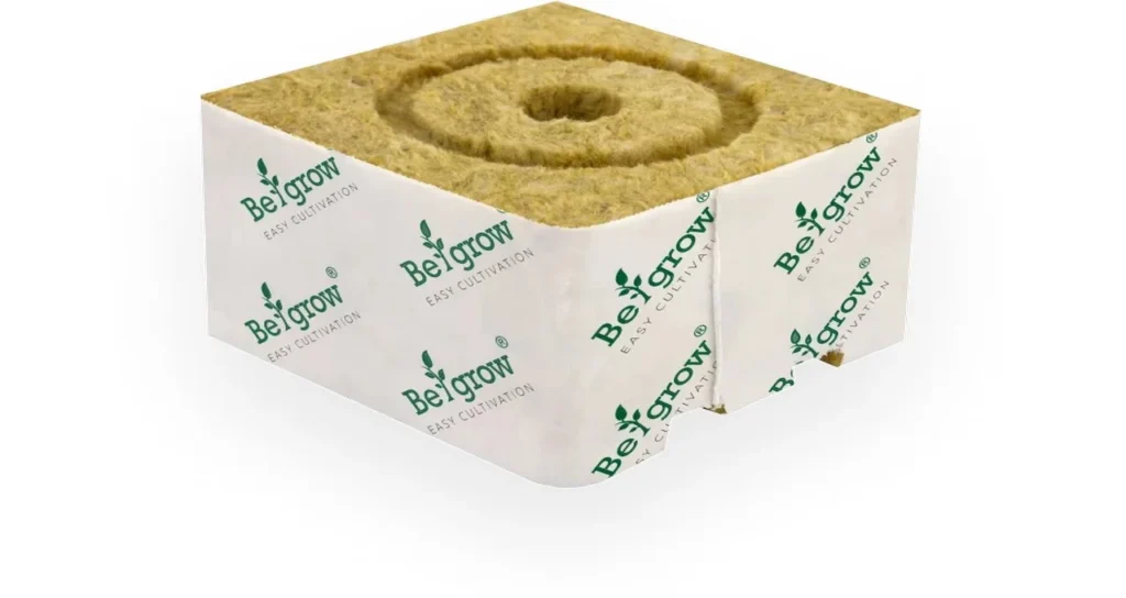 BegrowSeraCompany_küp