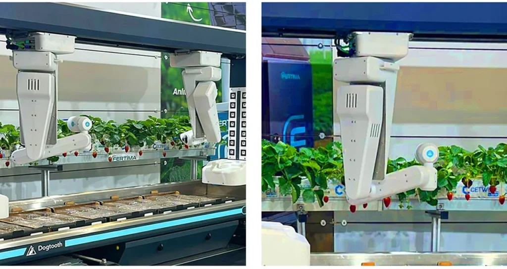 fertima Otomatik Çilek Makinası