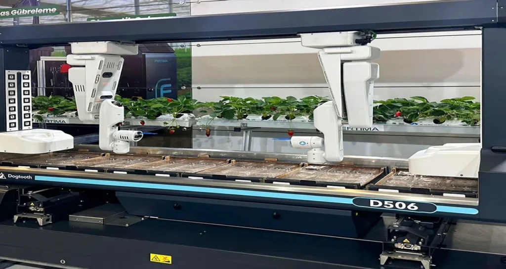 fertima Otomatik Çilek Makinası