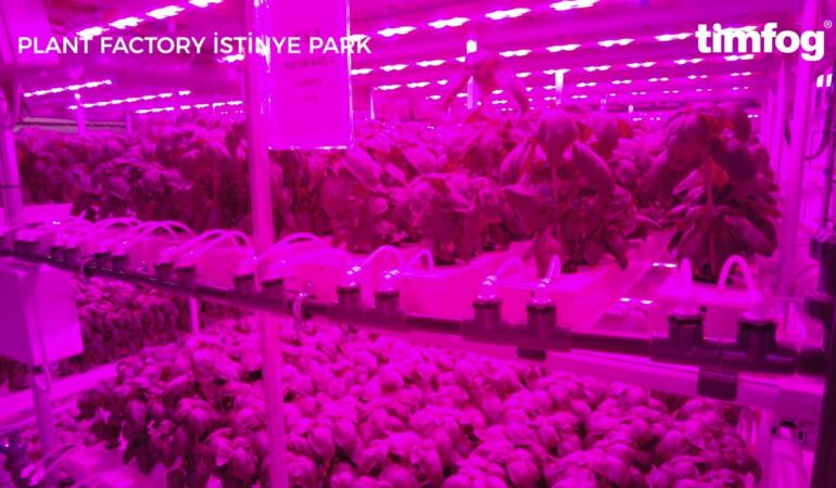 İstinye Park’ta Yeni Nesil Tarım: Timfog – Plant Factory İş Birliğiyle 1200 M² Alanda Dikey Tarım Üretimi