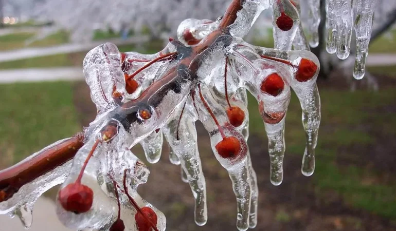 Zirai Don Riski Artıyor: Üreticilere Mikro-Sprinkler Uyarısı
