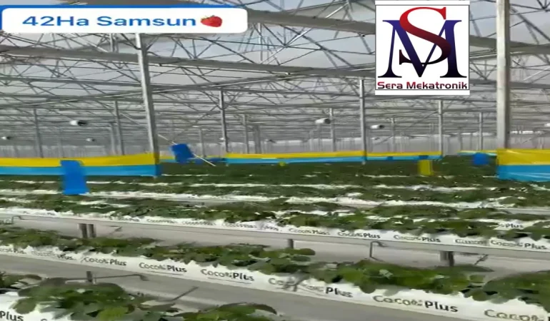 SM Mühendislik Samsun da Topraksız Tarım Serası Projesini Tamamlandı