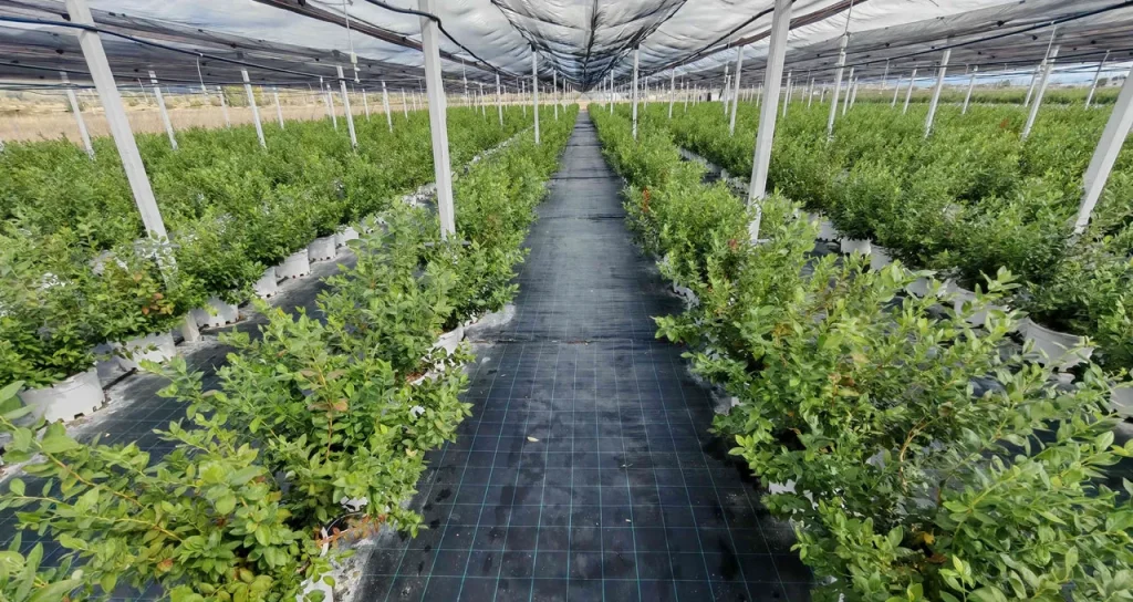 DCT_Trading_yaban_mersini_2