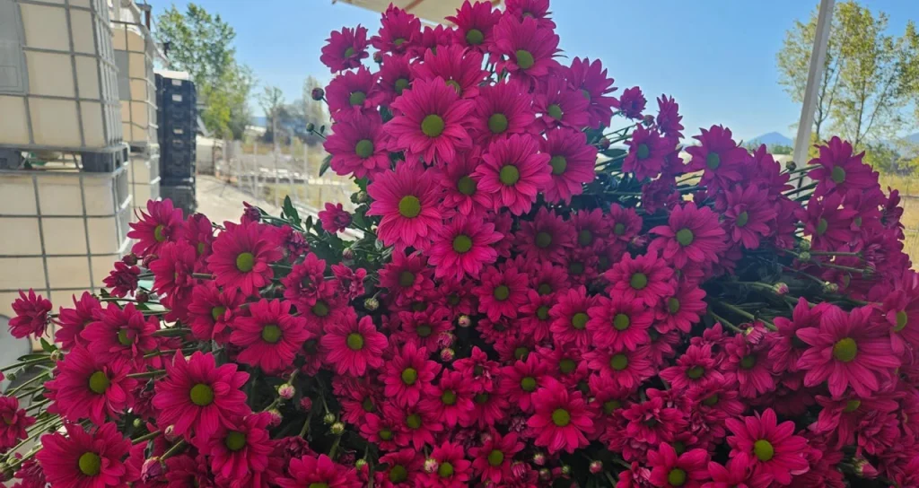 Aydin Grow Simav Jeotermal Sera 3