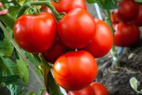 Bayer_Ambition_Prime_2