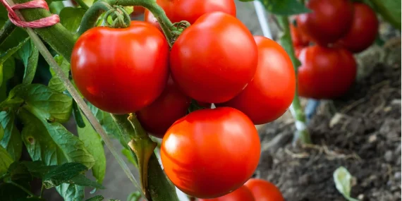 Bayer Ambition Prime İle Bitki Performansını Desteklemeyi Hedefliyor