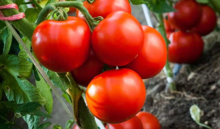 Bayer Ambition Prime İle Bitki Performansını Desteklemeyi Hedefliyor