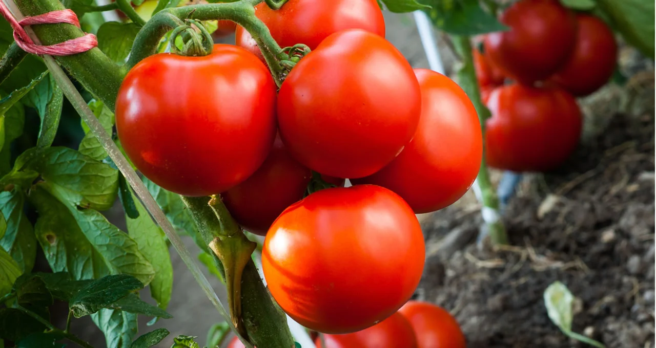 Bayer_Ambition_Prime_2