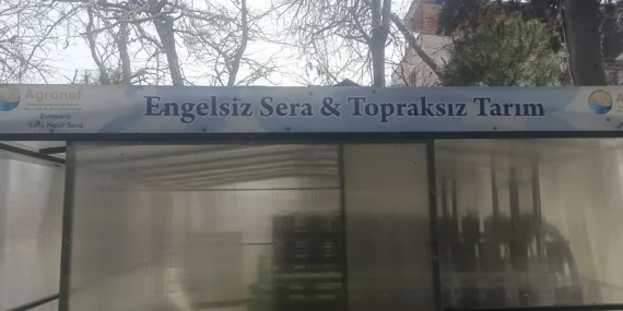 Soma da Engelsiz Sera Projesinde İlk Çilek Hasadı Gerçekleşti