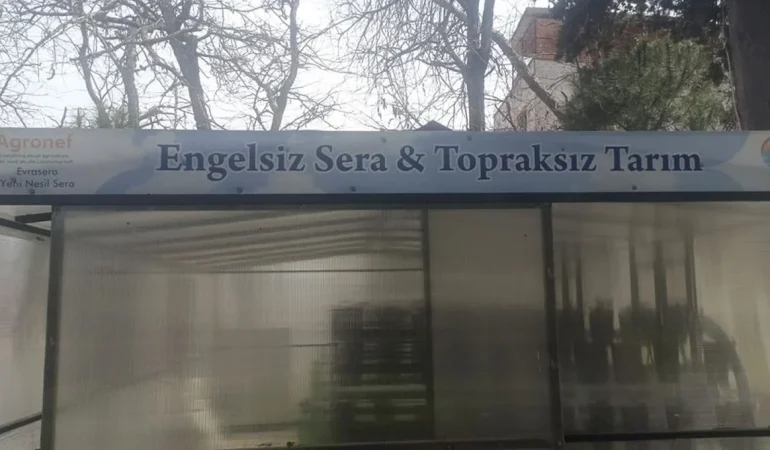 Soma da Engelsiz Sera Projesinde İlk Çilek Hasadı Gerçekleşti