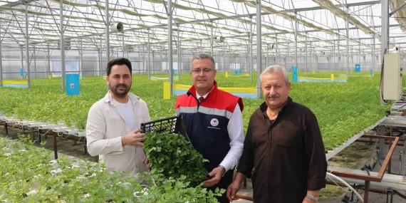 Hidroponik Maydanoz Hasadı Samsun’da İlk Kez Gerçekleştirildi