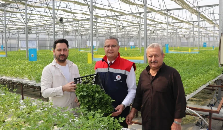 Hidroponik Maydanoz Hasadı Samsun’da İlk Kez Gerçekleştirildi