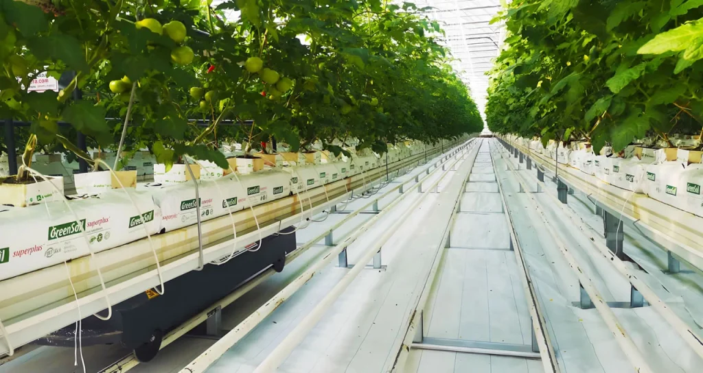 ekomaxi_sera Yağmur Hasadı