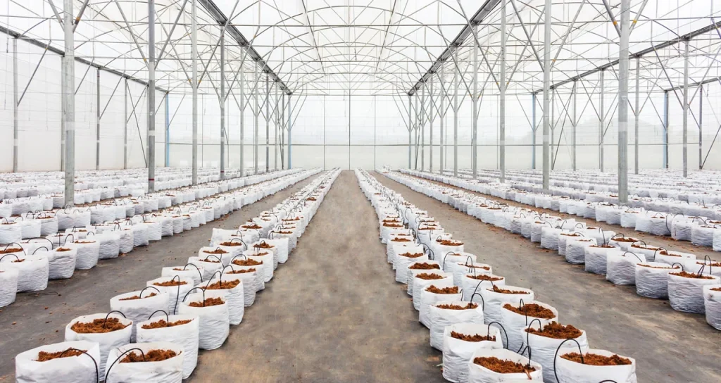 ekomaxi_sera2 Yağmur Hasadı