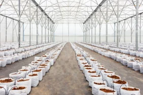 ekomaxi_sera2 Yağmur Hasadı