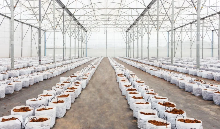 Yağmur Suyu Hasadı Seracılıkta Sürdürülebilir Çözüm Sunuyor