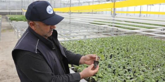 Elazığ Belediyesi Cip Jeotermal Sera Sahası’nda Örnek Üretim Başlattı