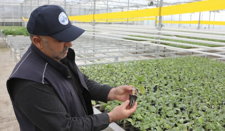 Elazığ Belediyesi Cip Jeotermal Sera Sahası’nda Örnek Üretim Başlattı