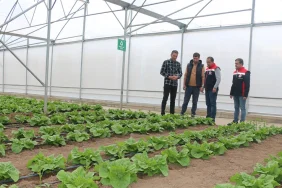 Erzincan modern seracılık