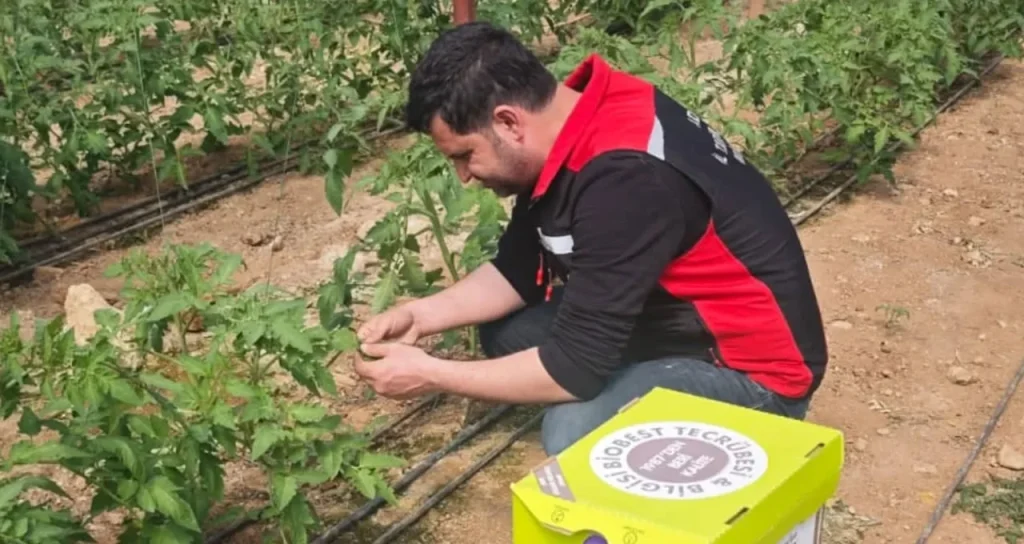 kozan_sera_kontrolü_08052026_2 Sera Alanlarında Hastalık ve Zararlı Kontrolleri