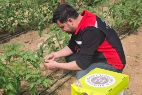 kozan_sera_kontrolü_08052026_2 Sera Alanlarında Hastalık ve Zararlı Kontrolleri
