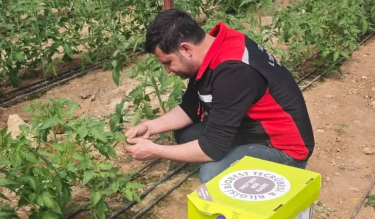 Kozan’da Sera Alanlarında Hastalık ve Zararlı Kontrolleri Yapıldı